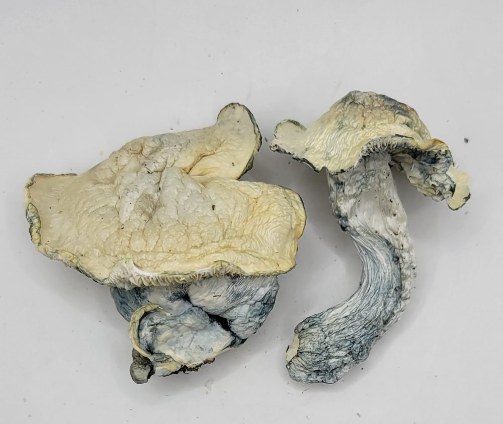 B Minus Psilocybin Strain