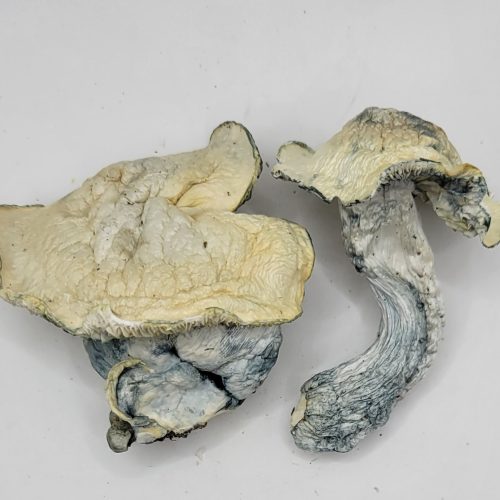 B Minus Psilocybin Strain