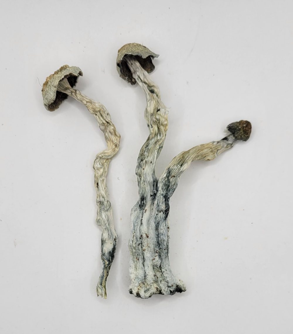 B Squared Psilocybin Strain