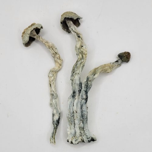B Squared Psilocybin Strain