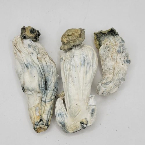 Nut Cracker Psilocybin Strain