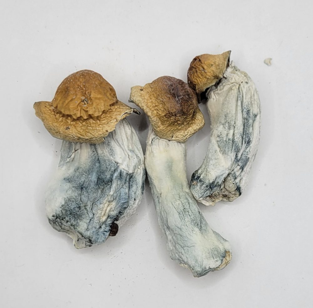 Mac Revert Psilocybin Strain