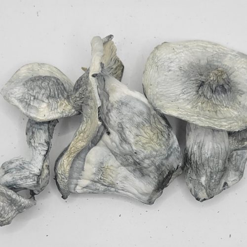 Albino Penis Envy Psilocybin Strain