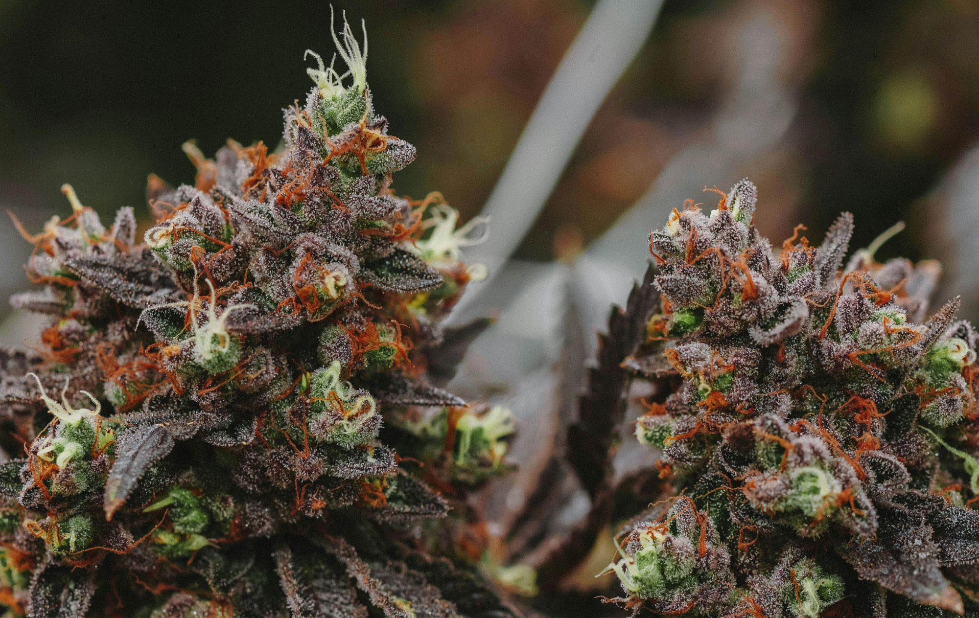 Flower of Life Distributors - West Michigan's Premier Cannabis Delivery Service