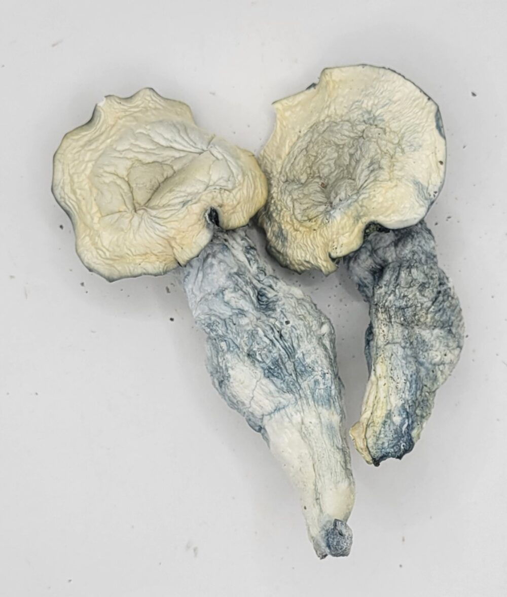 Albino Blouis Vuitton Psilocybin Strain