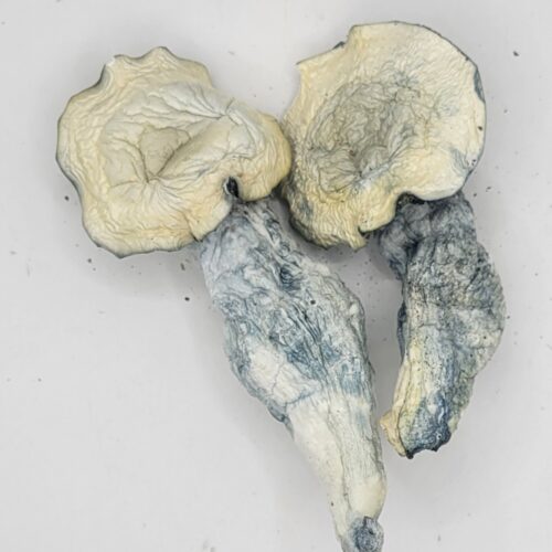Albino Blouis Vuitton Psilocybin Strain