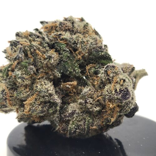 Snow Day Strain (Treehouse AG)