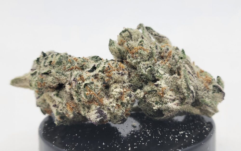 Slurricane Strain (HP Gardens)
