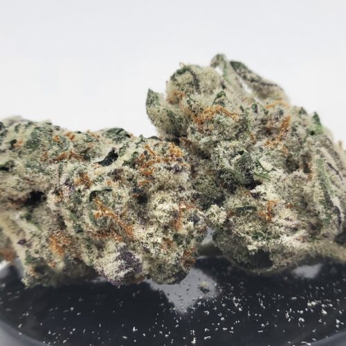 Slurricane Strain (HP Gardens)
