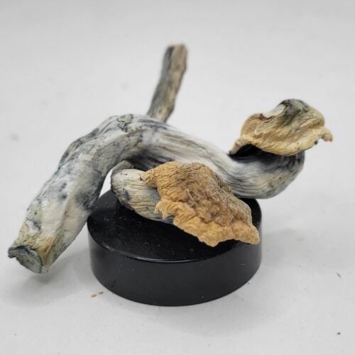 Nut Crackers Psilocybin Strain