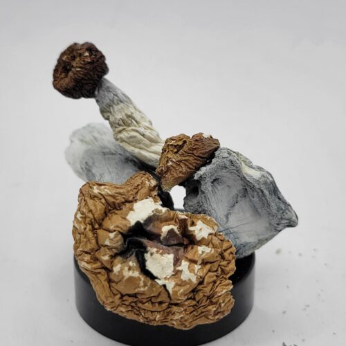 Tidal Wave Psilocybin Strain