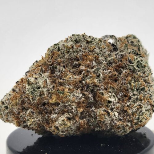 Blue Moon Strain (HP Gardens)