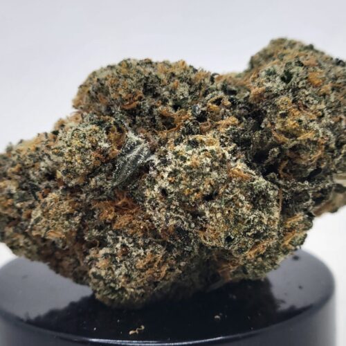 Super Cat Piss Strain (HP Gardens)