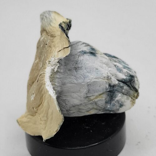 Albino Bluey Vuitton Psilocybin Strain