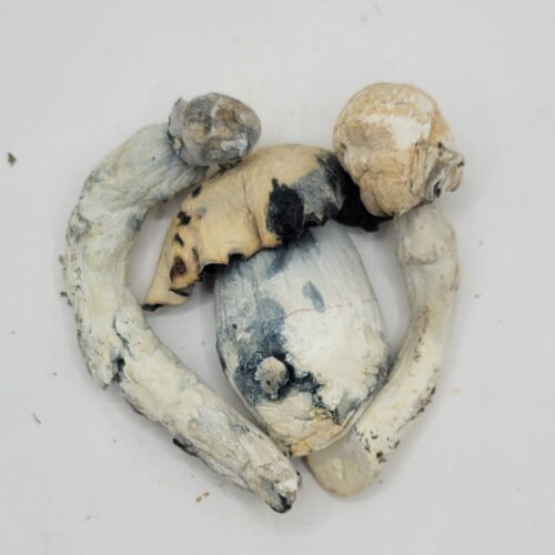 Tidal Wave & Albino Penis Envy Psilocybin Strain