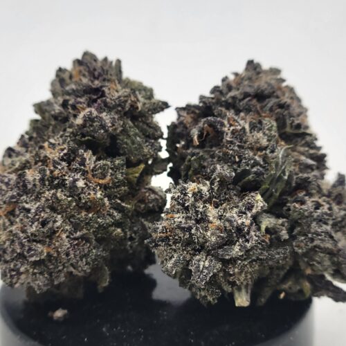 Black Truffle Strain (HP Gardens)