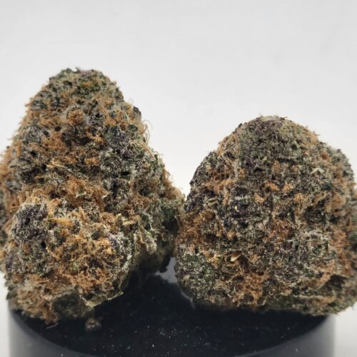 MK Ultra Strain (HP Gardens)